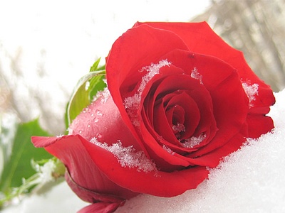 rose_and_snow
